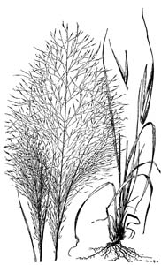 Pink Muhly Grass, Hair-awn Muhly Grass
/ Muhlenbergia capillaris